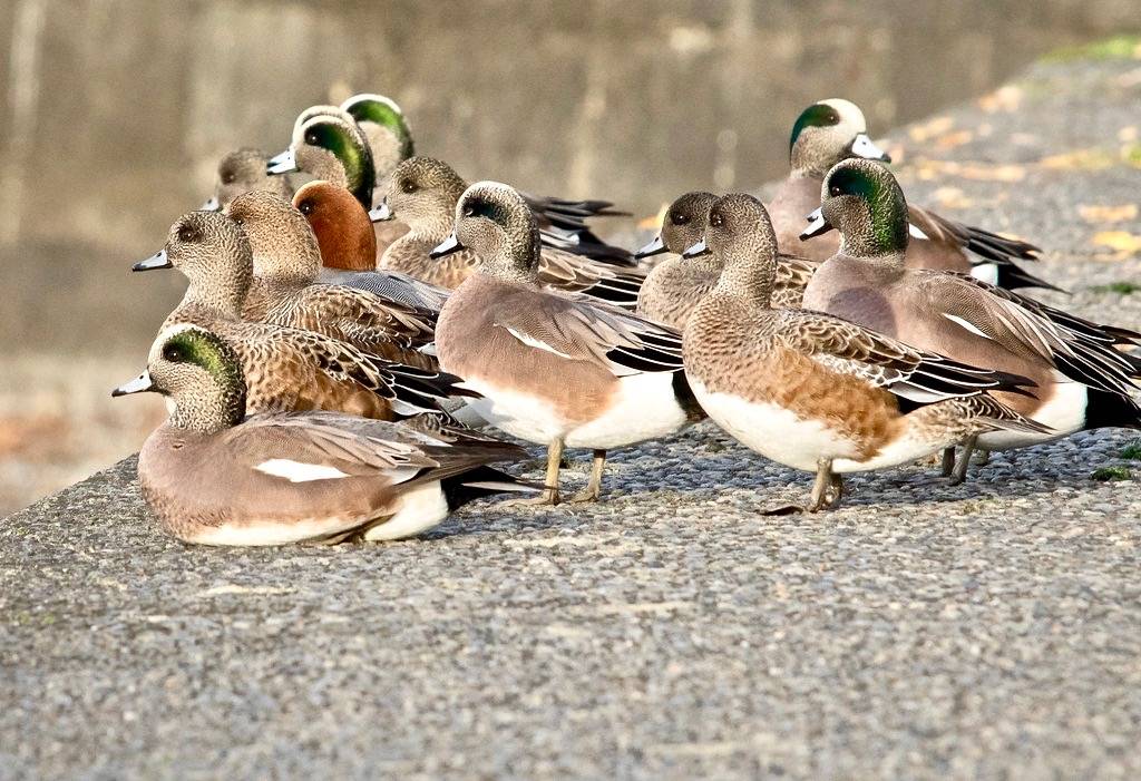 Clandestine Eurasian (American Wigeons + Eurasian) by Ingrid Taylar is licensed under CC BY-NC 2.0